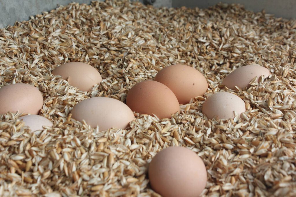 Eier aus dem Hühnermobil